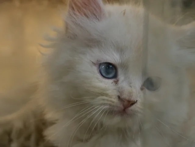 Close-up of a white kitten, one pale blue eye in sharp focus and the rest of its face falling away into soft blur.